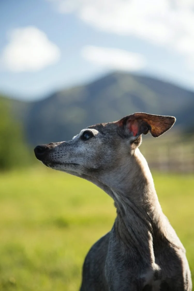 Italian Greyhound on a Park