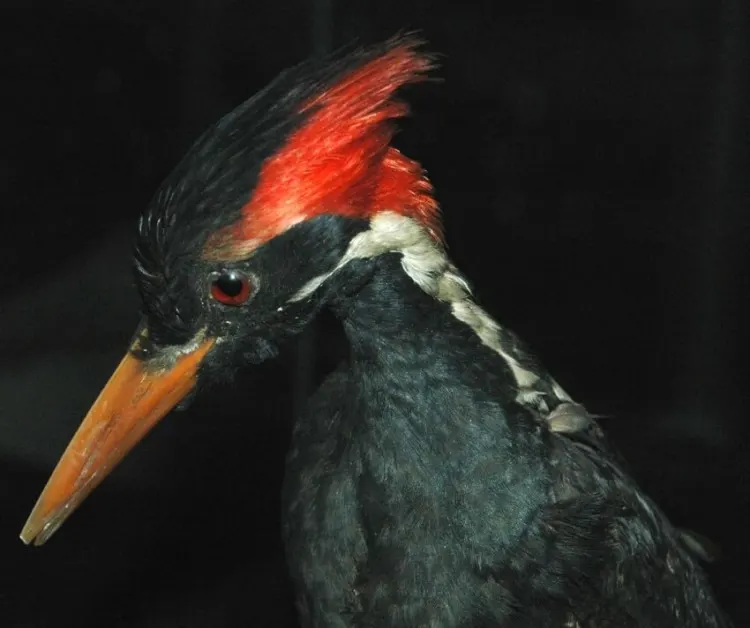 16 Animals that Start With I 13 Ivory-billed Woodpecker