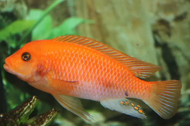 27 Fun and Interesting Devilfish Facts to Know 1 devil fish facts
