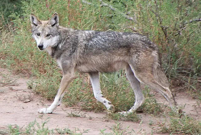 10 Endangered Species In Oklahoma 7 Mexican Gray Wolf