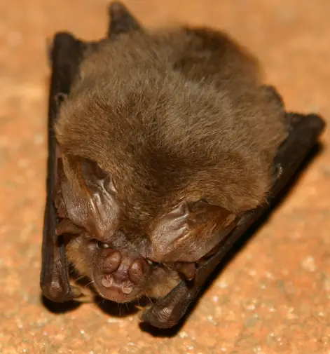 10 Endangered Species In Oklahoma 3 Ozark big-eared bat