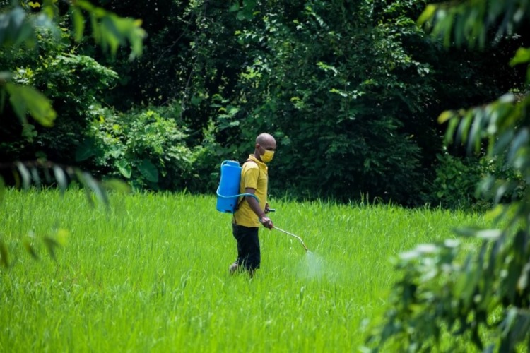 Man Spraying Pesticides eon the Plants