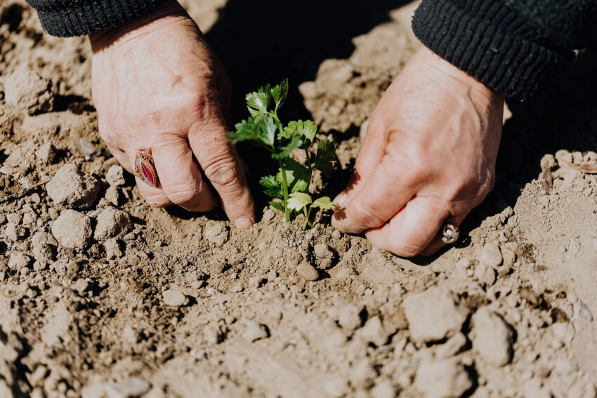 Planting a Seedling