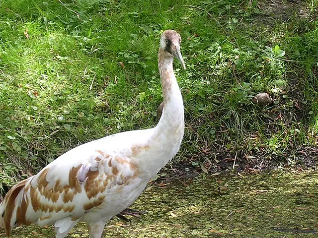 Whooping Crane