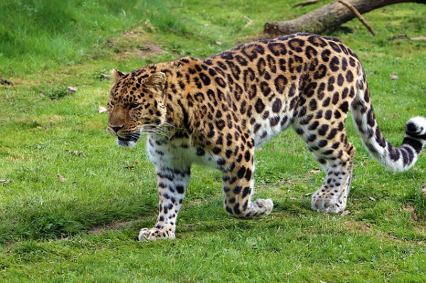 amur leopard