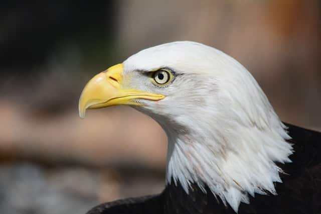 bald eagle