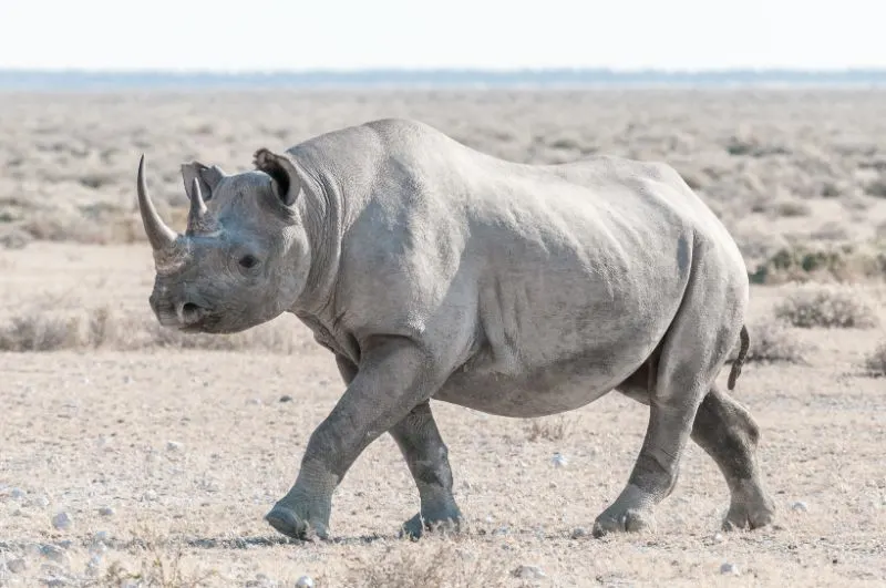 Wild Black Rhino Covered in Dust