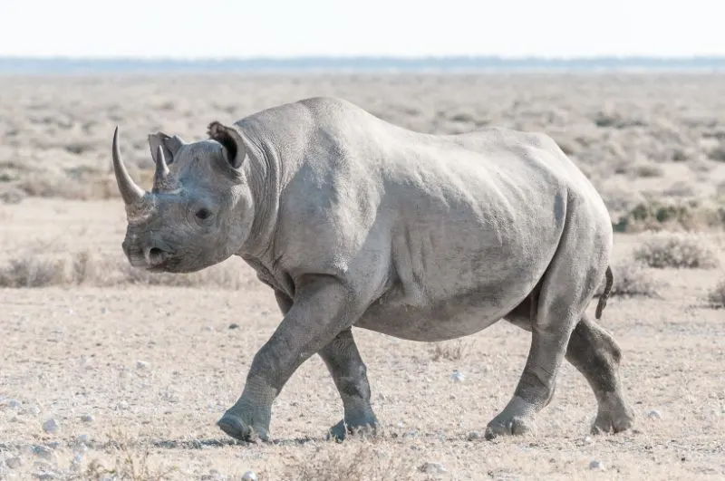 Black Rhino: Why Is It Endangered? 6 Wild Black Rhino Covered in Dust