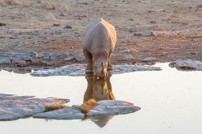 Black Rhino Drinking Water