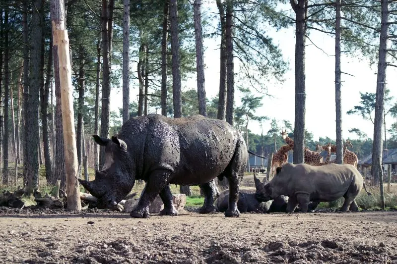 Black Rhinos at a Zoo with Giraffes