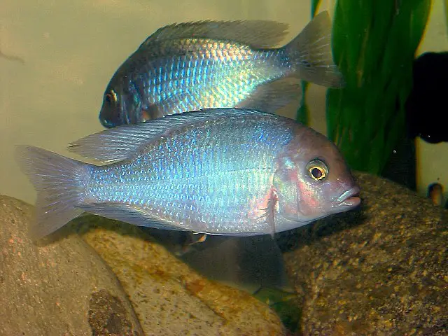 blue devilfish