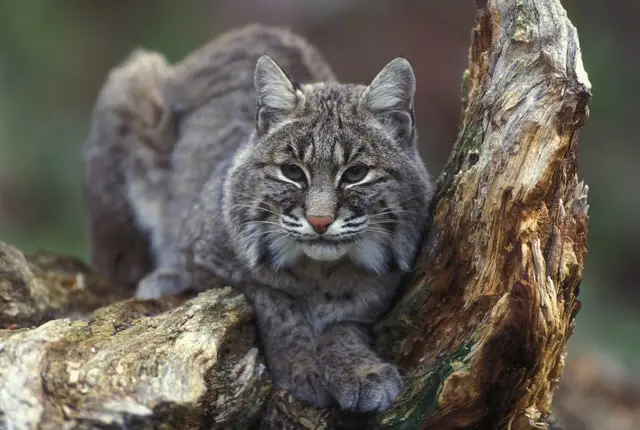 mexican bobcat on a tree trunk