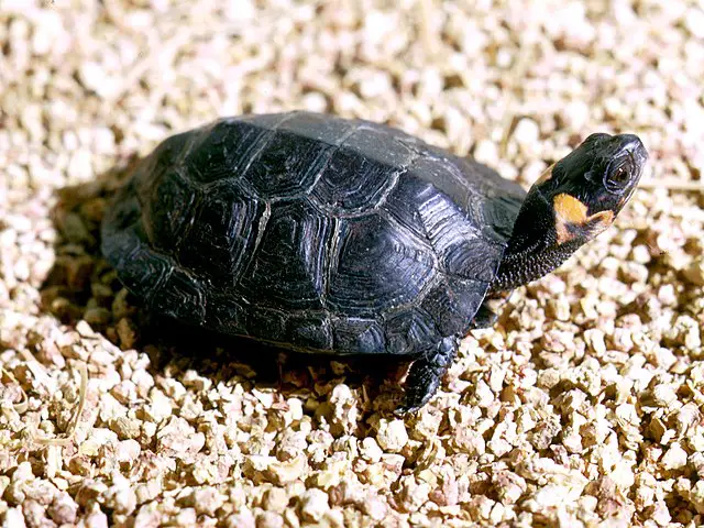 bog turtle