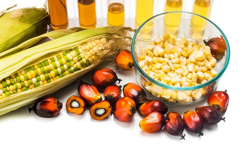 16 Important Pros and Cons of Biofuels to Know 9 Corn and Palm Oil with Ethanol Samples