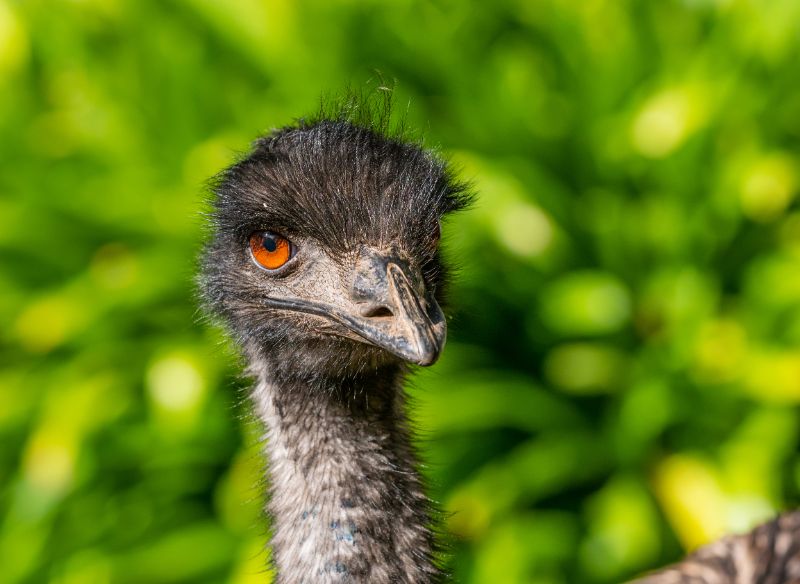 Portrait of an Emu