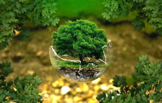 how to be an environmentalist