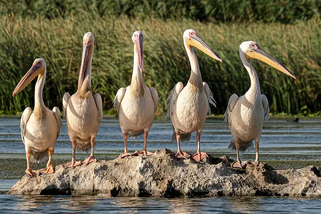 How To Be An Environmentalist (Start Today) 1 birds on a rock