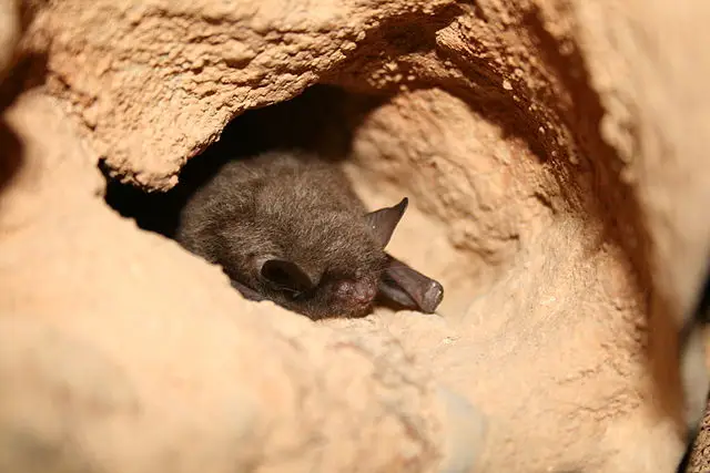 Sleeping Indiana Bat