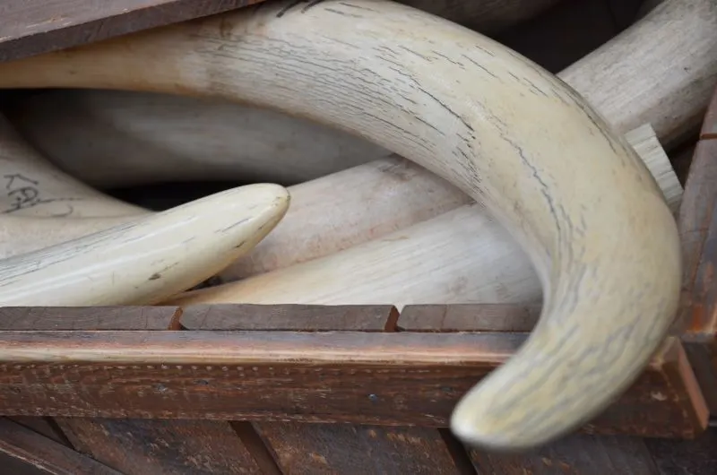 Ivory Tusks in a Box