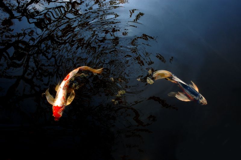 Koi Fish in the Water