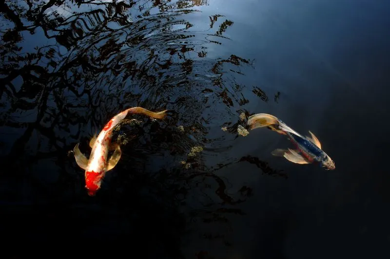 Koi Fish in the Water