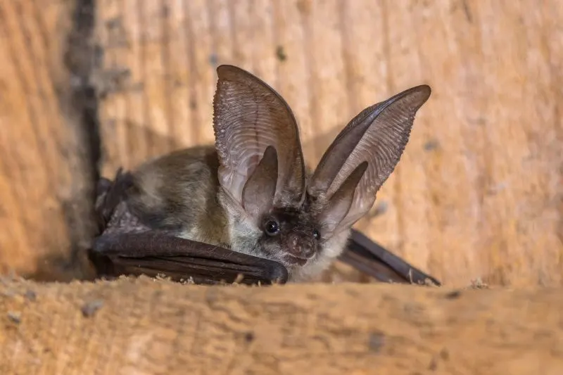 Grey Long Eared Bat