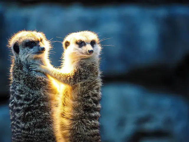 Meerkat endangered species in west virginia