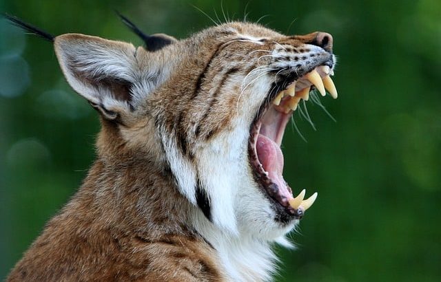 mexican bobcat