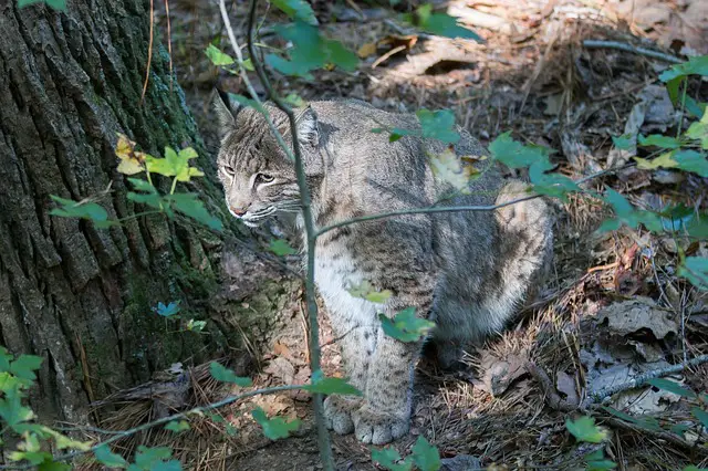 mexican bobcat hunting