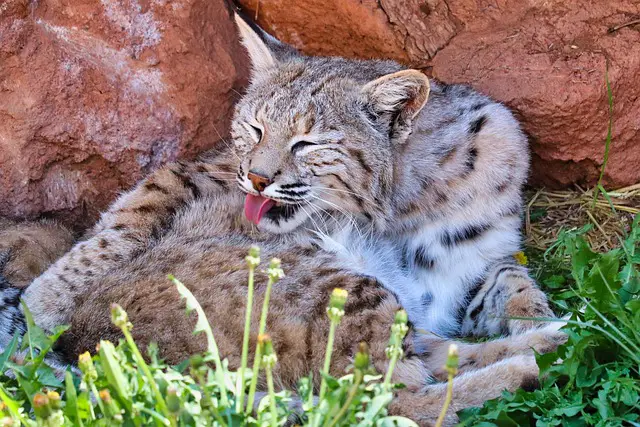 mexican bobcat wild