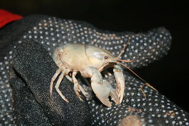 endangered species in oklahoma-Cave Crayfish