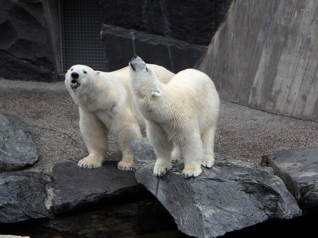 polar bears