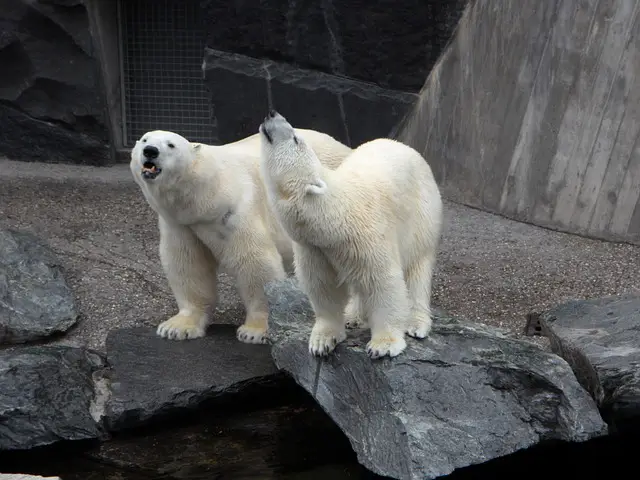 10 Ways to Save Animals Facing Extinction 11 polar bears