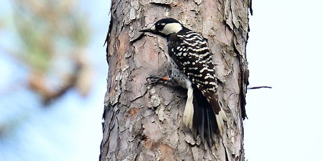 red-cockaded woodpecker- endangered species in oklahoma