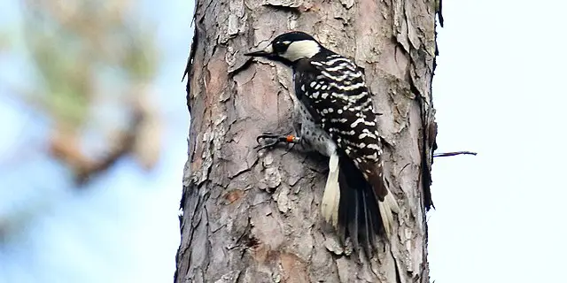red-cockaded woodpecker- endangered species in oklahoma