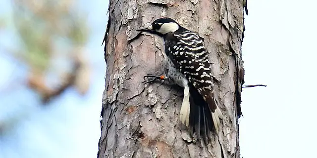 10 Endangered Species In Oklahoma 5 red-cockaded woodpecker- endangered species in oklahoma