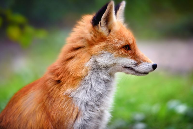 Red Fox in the Wild