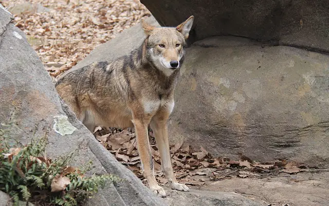 red wolf