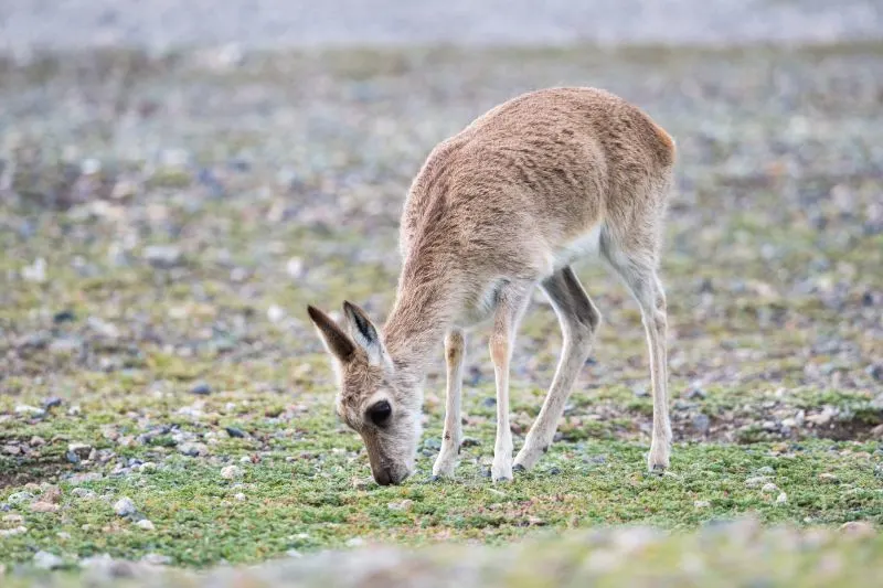 Tibetan Gazelle in the Wild