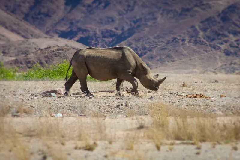 Wild Black Rhino in Namibia