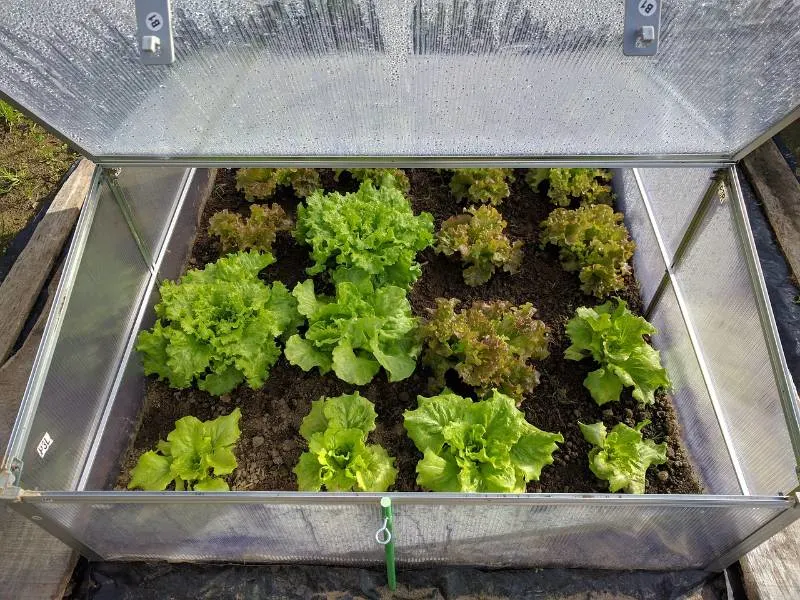 45 Best Starting Seeds in an Unheated Greenhouse 25 A mini greenhouse