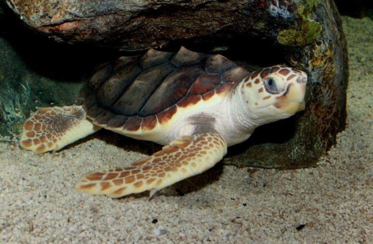 Loggerhead Sea Turtle Under a Sea Rock