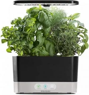 How to Grow Sugar Cane Indoors 1 AeroGarden Black Harvest Indoor Hydroponic Garden