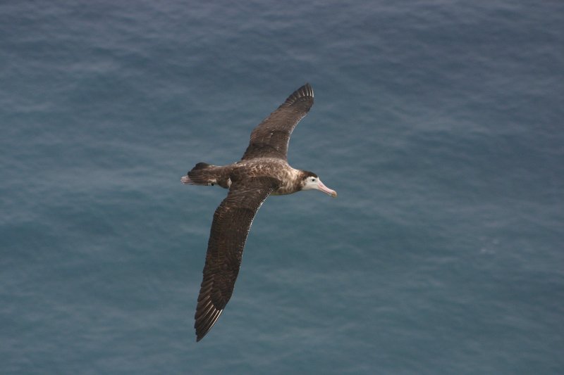 Amsterdam Albatross flying above the water