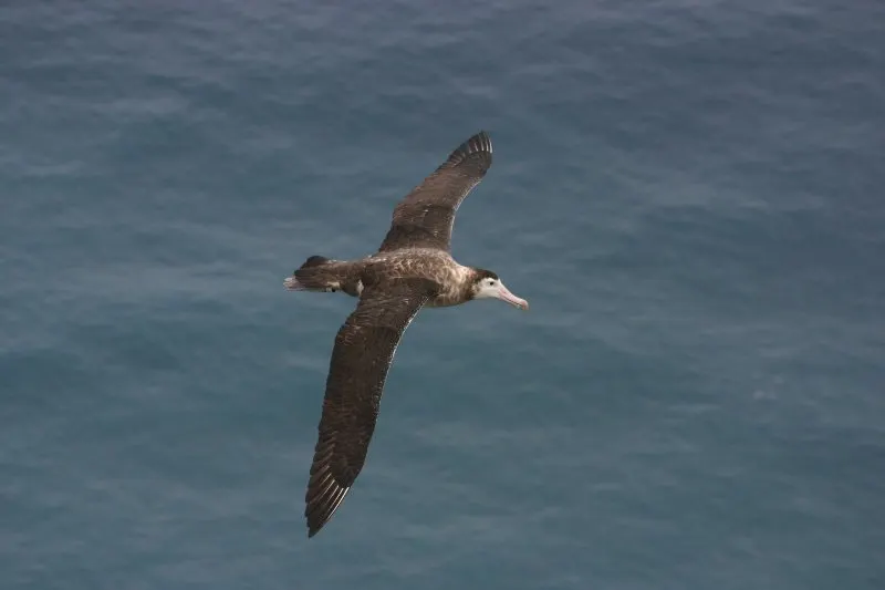 Amsterdam Albatross: Why is it Endangered? 6 Amsterdam Albatross flying above the water