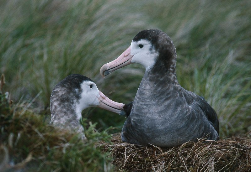 Amsterdam Albatross sitting on the nest