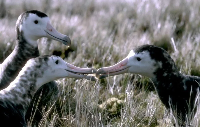 Amsterdam Albatross touching the beak of other Amsterdam Albatross