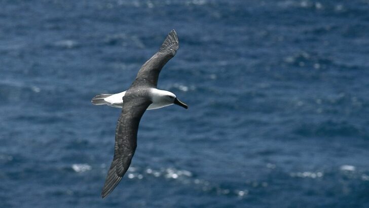 Amsterdam Albatross flying above the water