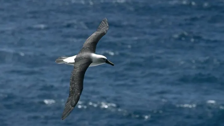 Amsterdam Albatross flying above the water