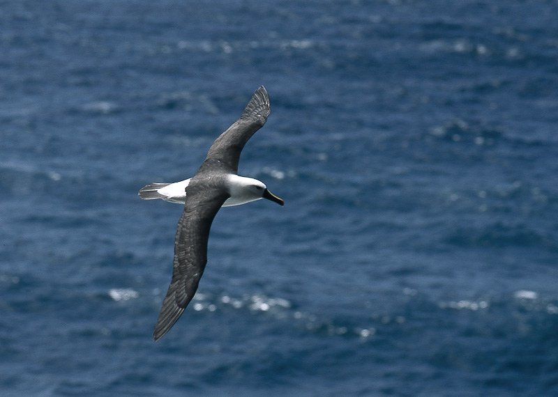 Amsterdam Albatross  flying above the water 